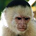 White Face Monkey in Manual Antonio National Park