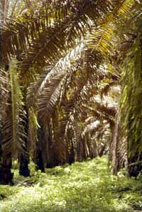 African Palms around Quepos